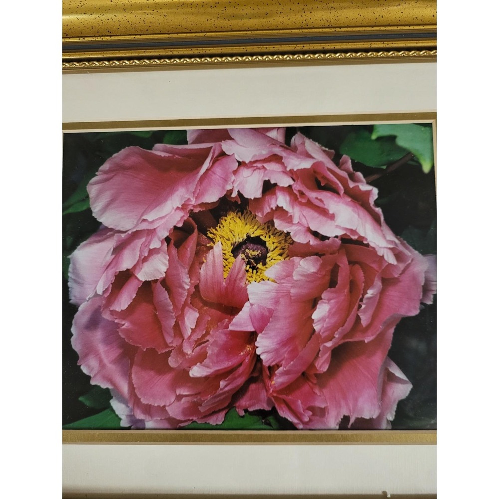 Pink Peony Realistic Framed Photograph John‎ Adams 2001 Ornate Gold Frame 12x15